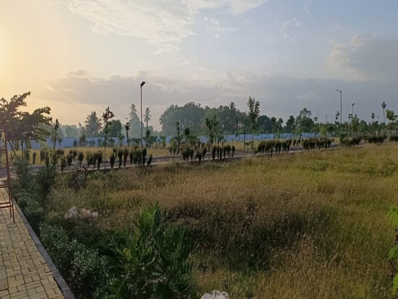 Urban Tree Jade Jubilance