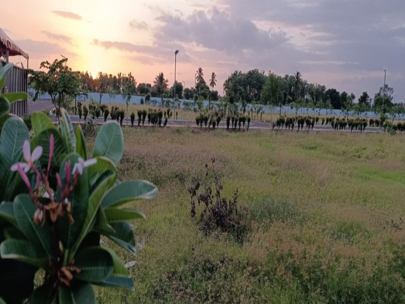 Urban Tree Jade Jubilance