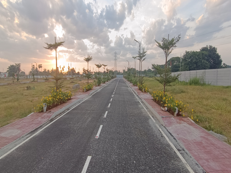 Urban Tree Amber County