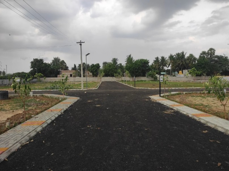 Urban Tree Limited Edition