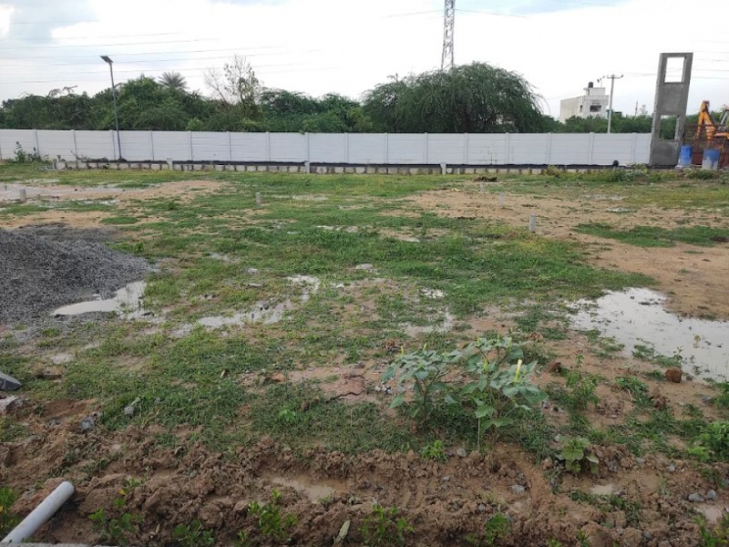 Urban Tree Limited Edition