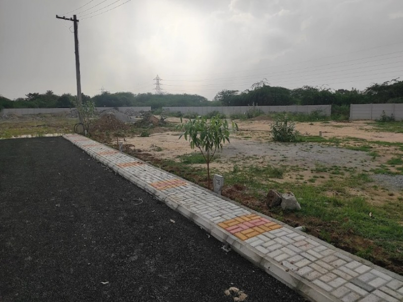 Urban Tree Limited Edition