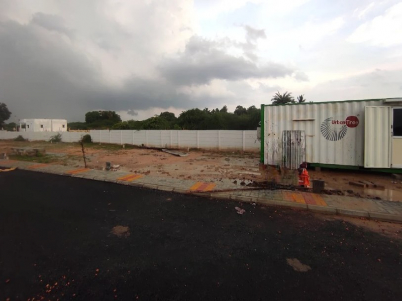 Urban Tree Limited Edition