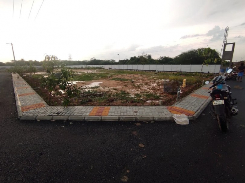 Urban Tree Limited Edition