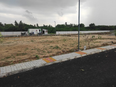 Urban Tree Limited Edition