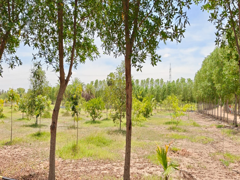 Premier Saravanaa Farms