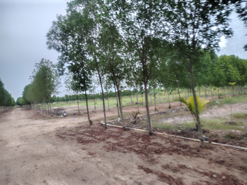 Premier Saravanaa Farms