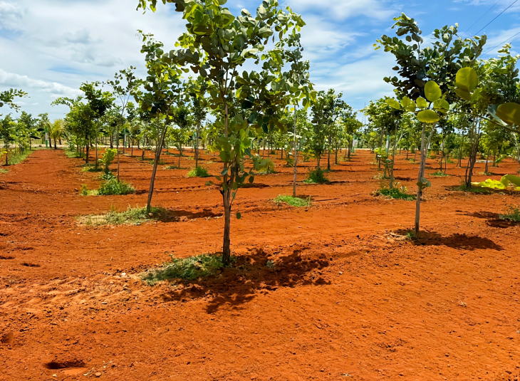 Agricultural farm land for sale in Madurantakam