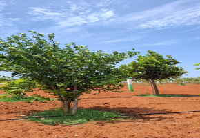 9600 Sq.Ft Land for sale in Madurantakam