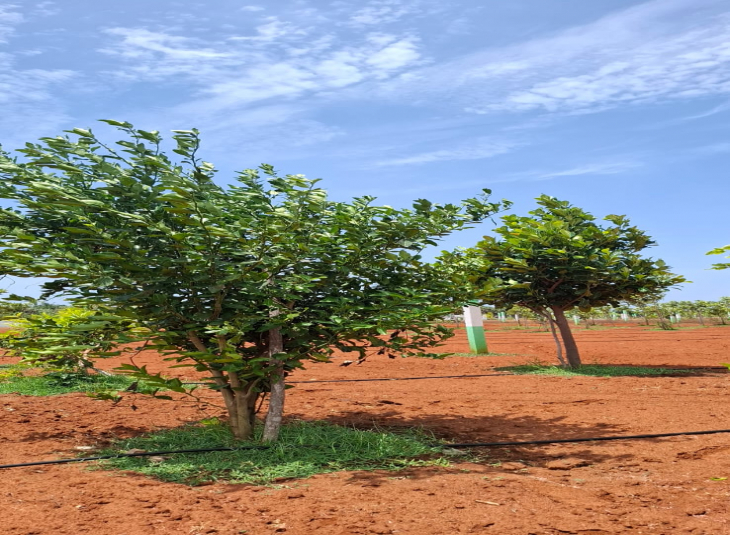 Agricultural farm land for sale in Acharapakkam