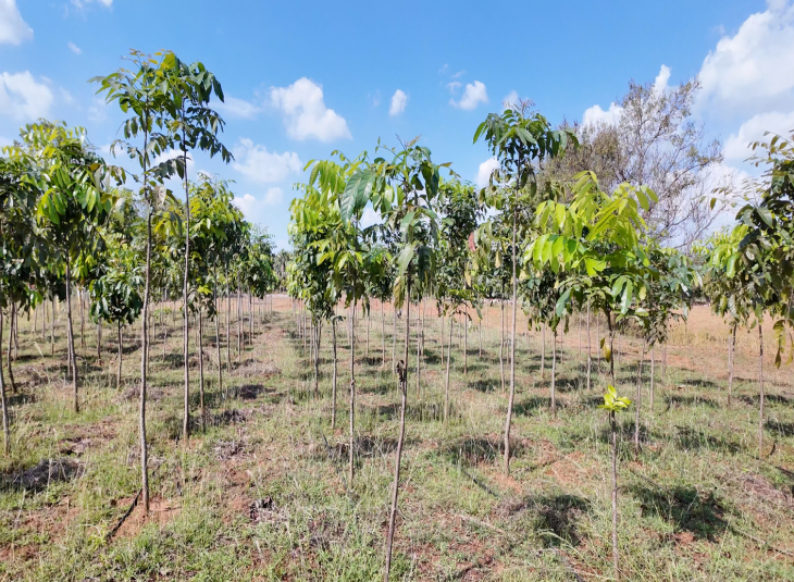 Agricultural farm land for sale in Mamandur